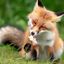 🦊F𐌏XE𐍃 ᥴ᧐ᥒfᥱssi᧐ᥒs × ɗᥲiᥣy🪵 Avatar