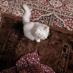 أغسَطس . avatar