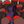 ᭡᭡ noli666 ⌢ cf + daily avatar