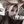 🍒 : sweet fawn avatar