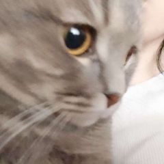 переговорная meow avatar
