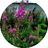 epilobium comments