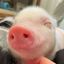 piggy daily 🐽 Avatar