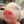 piggy daily 🐽 avatar