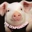 PIG CONFESSIONS! 🐖 Avatar