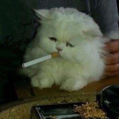 скуф бимбо кор avatar