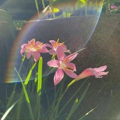 تهِ اُقیانوسئ اَز هَوآ" avatar