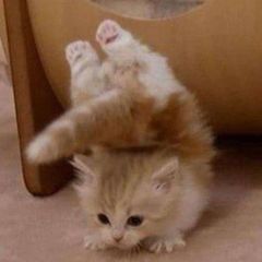 Котики хорошие avatar