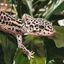 The world of reptiles_сеть телеграмм каналов :) Avatar