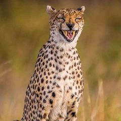 گوزپلنگ avatar