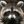 Procyon/raccoon/енот avatar