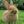 Rabbits confession avatar