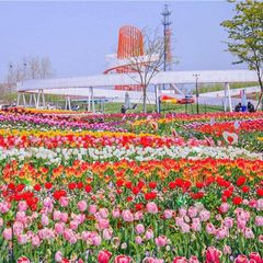 盐城荷兰花海🌷 中国第一郁金香花海 avatar