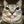 MeowCat avatar