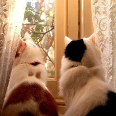 Meow? avatar
