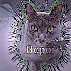 Ворон🦅 avatar