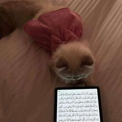 عِفَّـٰۃ‏ | 𝐄𝐈𝐅𝐅𝐀 avatar