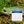 daily frogs avatar