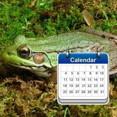 daily frogs avatar