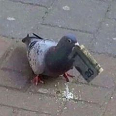 Pigeons•confession!! avatar