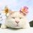 Мои котята