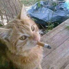 Курилка 🚬 avatar