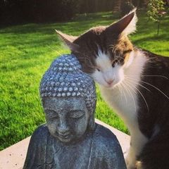 Buddhism confession! (Буддизм кф) avatar