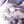 ○GI & HSR nsfw Daily avatar