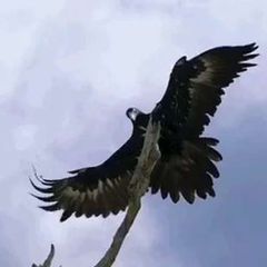 The Aerie avatar