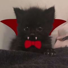 Шелли #ⲡⲣⲉυⲥⲡⲟⲇⲏяя avatar