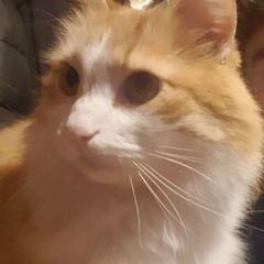 Лёха который Джем, и какая то куча avatar