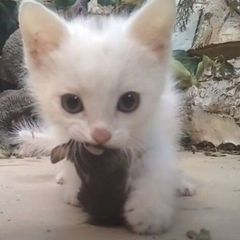 кото!🐾 avatar