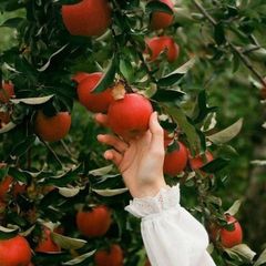 Сахарное яблоко 🍎 avatar