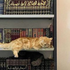 «أُمَّةٌ يَهْدُونَ بِالْحَقِّ»🕊 avatar