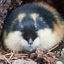 Lemmings confession! Avatar