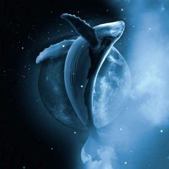 «نهنگ 𝟓𝟐 هرتز🐋» avatar