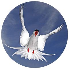 🕊ПОЛЯРНАЯ КРАЧКА avatar