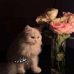 ﮼جَلنار . avatar