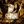 Serval avatar