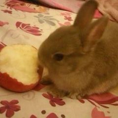 𝒜 🍎 ℬ avatar