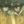Azuretime CF!!!(ะะพะฝะบััั!) avatar