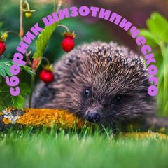 сборник шизотипического 🦔 avatar