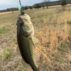 Bear Tooth Bayou Outdoors avatar