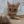 🐈‍⬛𝙲𝚊𝚝𝚜 𝙲𝚘𝚗𝚏𝚎𝚜𝚜𝚒𝚘𝚗🐈 avatar