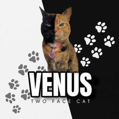 $VENUS News avatar