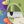 Dandy World Shop avatar