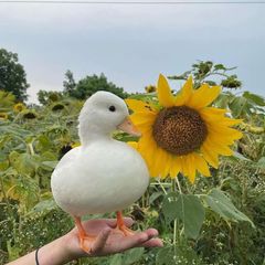 güneş🌻. avatar