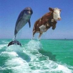 Бізоняче стійло avatar