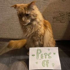 PETS CF avatar