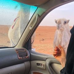 قاف الأثر avatar